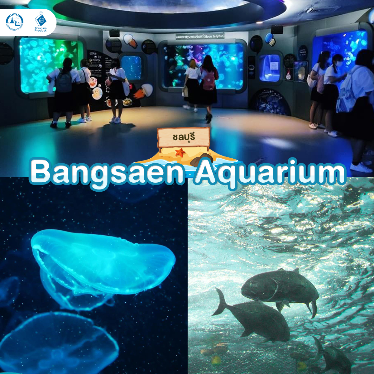 ท่องโลกใต้ทะเล 6 อควาเรียม มหัศจรรย์ใต้น้ำ Bangsaen Aquarium