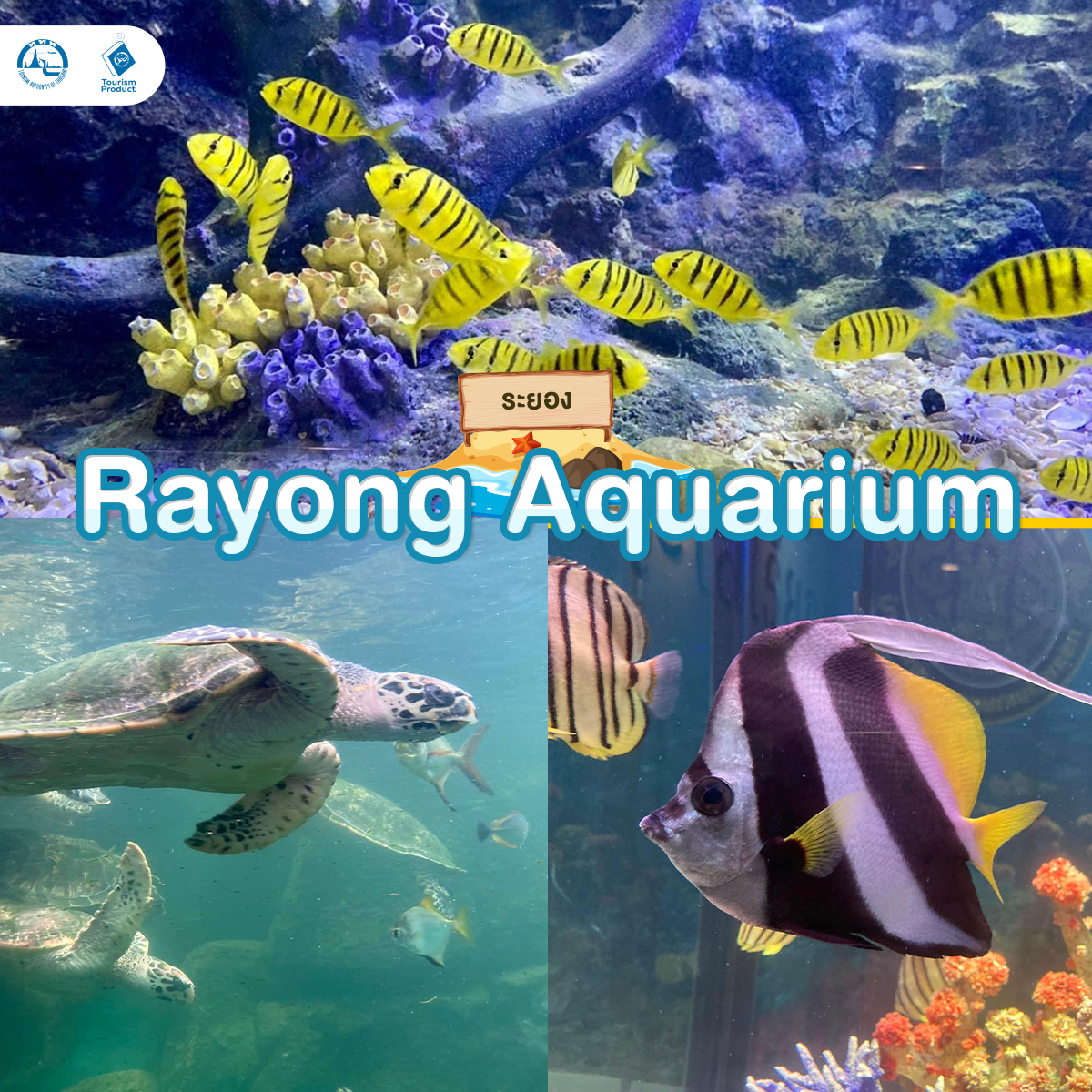 ท่องโลกใต้ทะเล 6 อควาเรียม มหัศจรรย์ใต้น้ำ Rayong Aquarium
