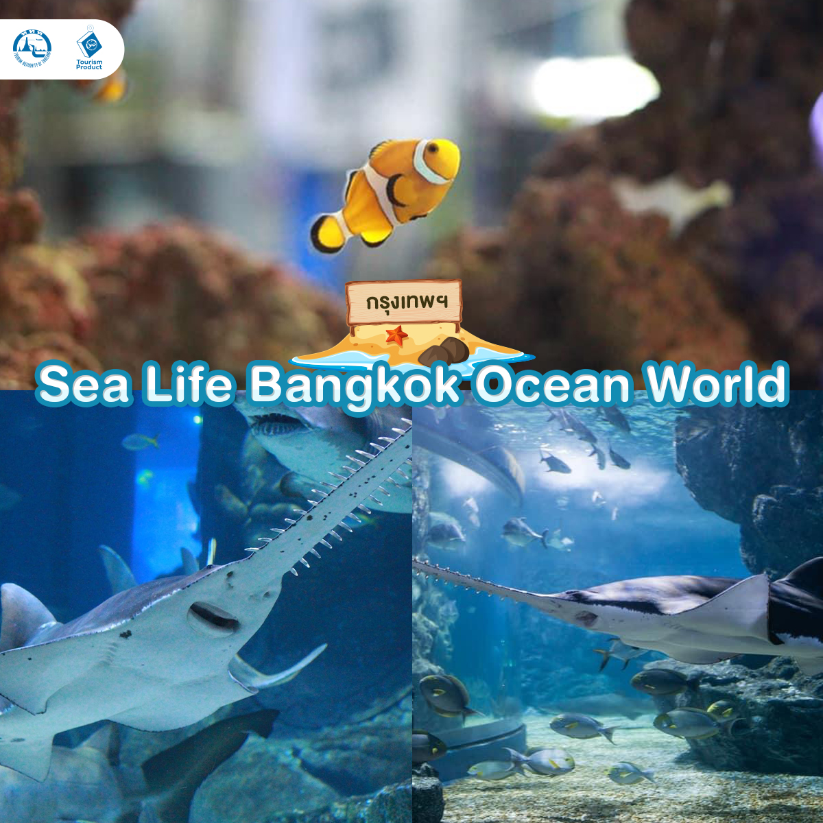 ท่องโลกใต้ทะเล 6 อควาเรียม มหัศจรรย์ใต้น้ำ Sea Life Bangkok Ocean World