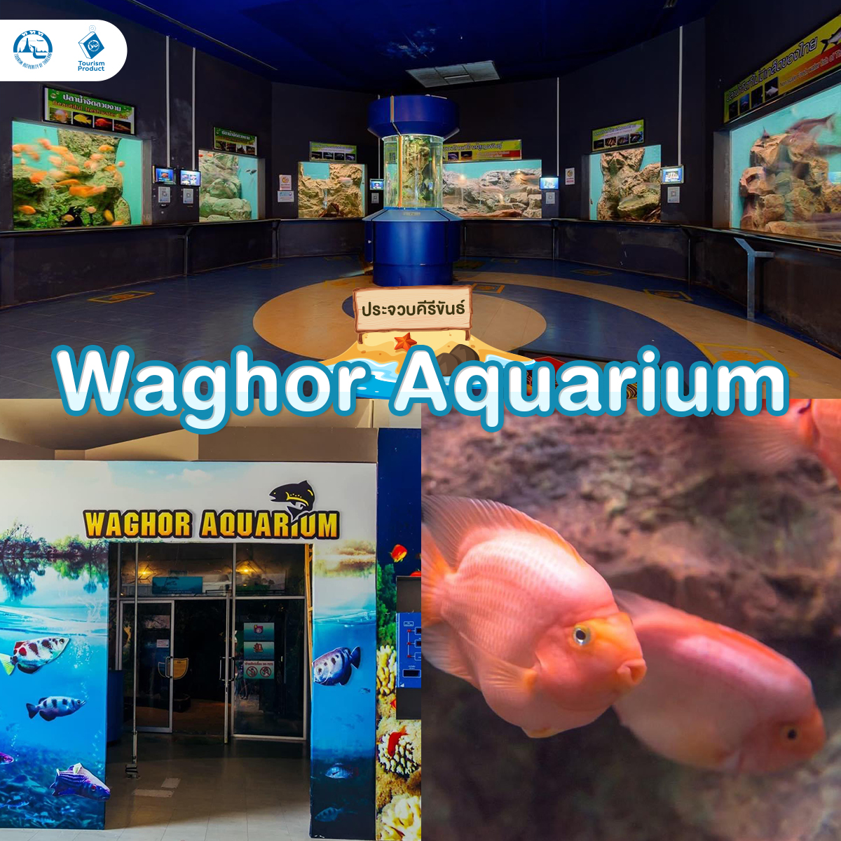 ท่องโลกใต้ทะเล 6 อควาเรียม มหัศจรรย์ใต้น้ำ Waghor Aquarium