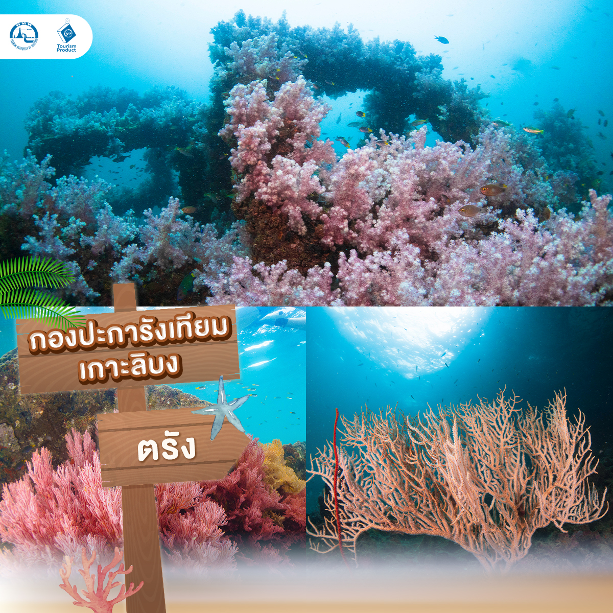 ปัก 5 จุดดำน้ำในไทย สายเเกร่งต้องไป กองปะการังเทียมเกาะลิบง
